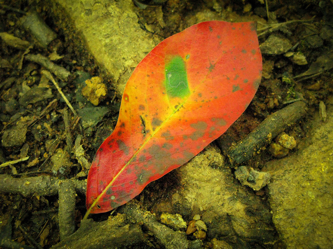 Leaf IMG 0585